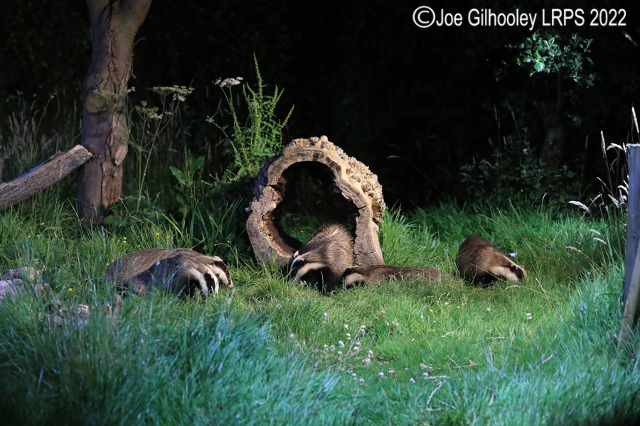 European Badgers European Badgers