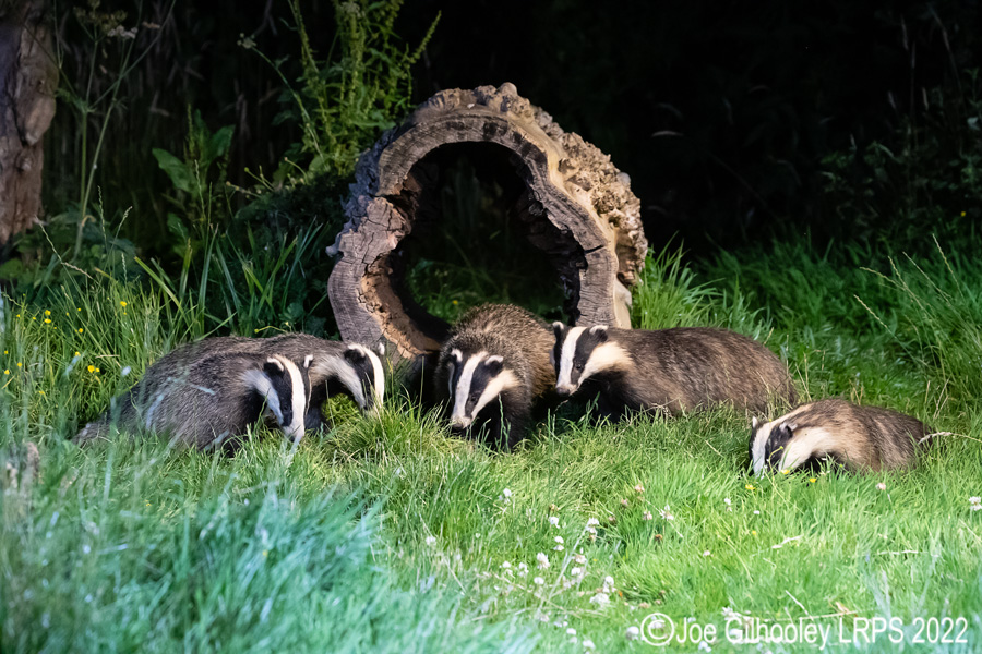 European Badgers European Badgers