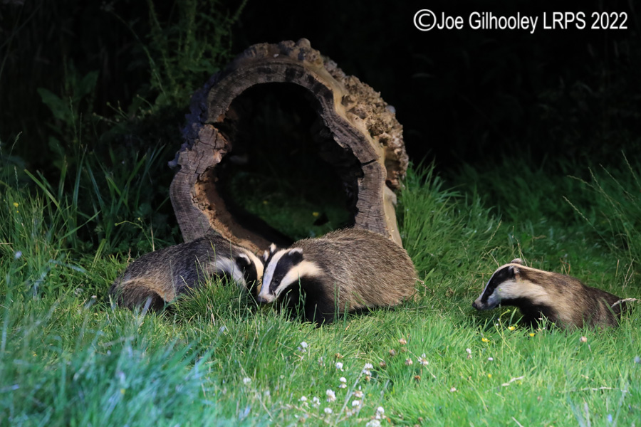 European Badgers European Badgers