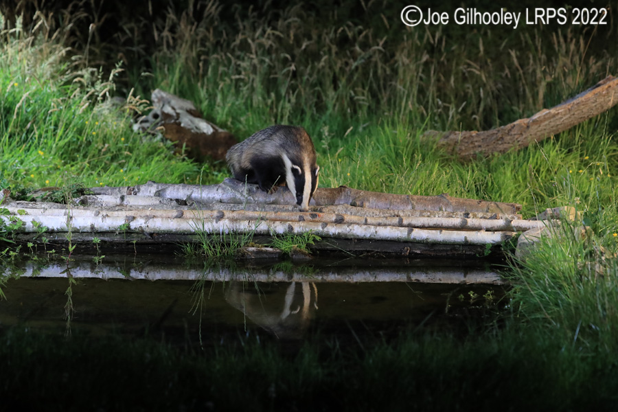European Badgers European Badgers