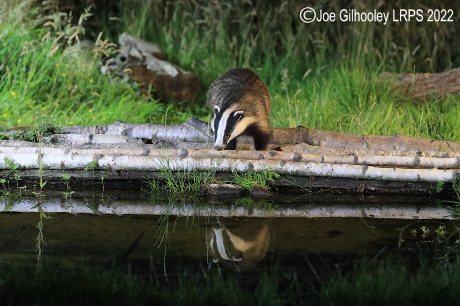 European Badgers European Badgers