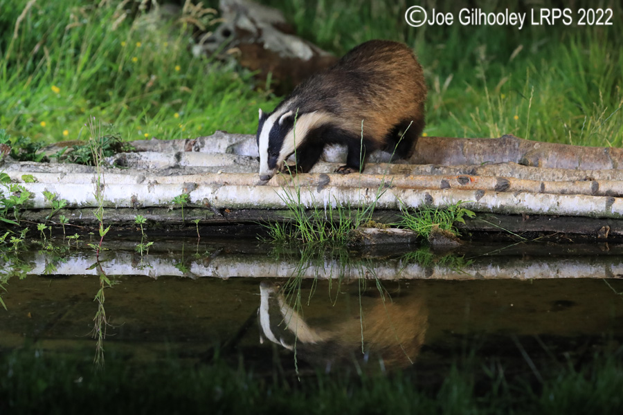 European Badgers European Badgers