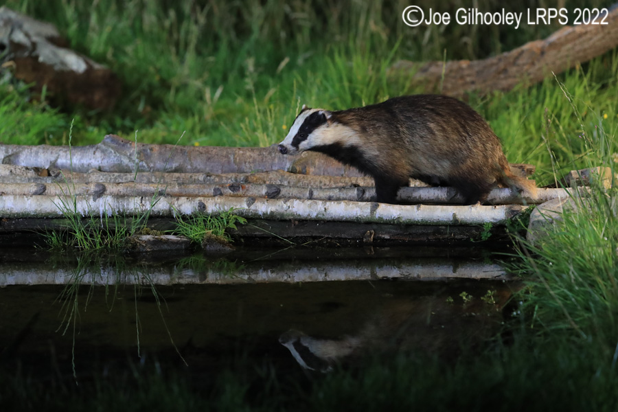 European Badgers European Badgers