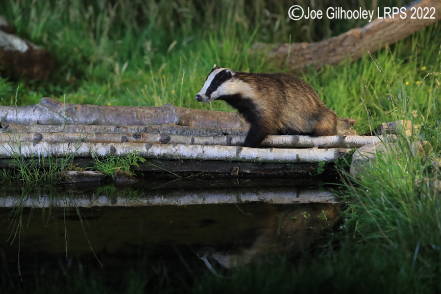 European Badgers European Badgers