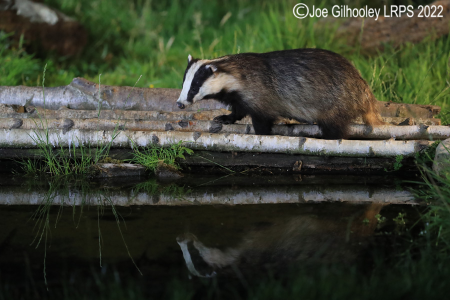 European Badgers European Badgers