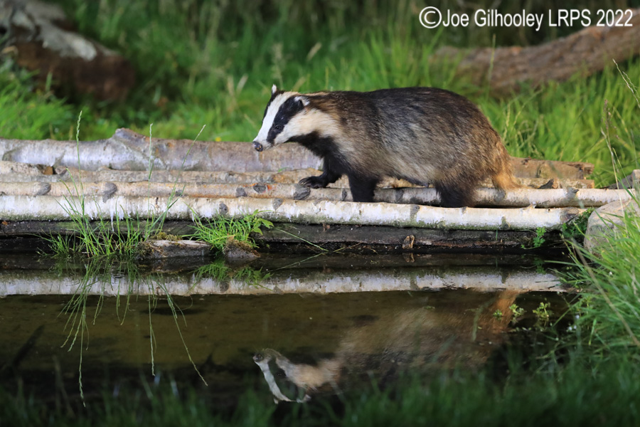 European Badgers European Badgers