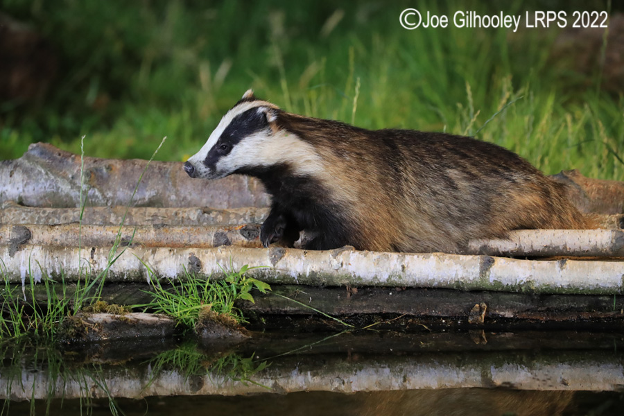 European Badgers European Badgers