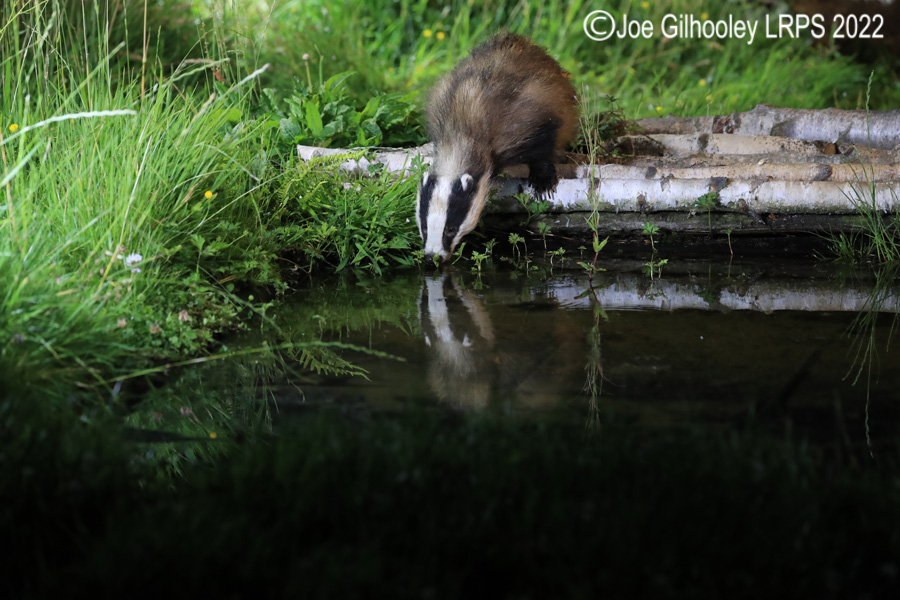 European Badgers European Badgers