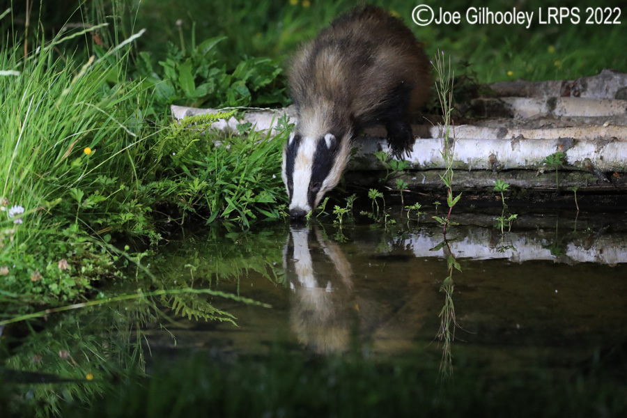European Badgers European Badgers