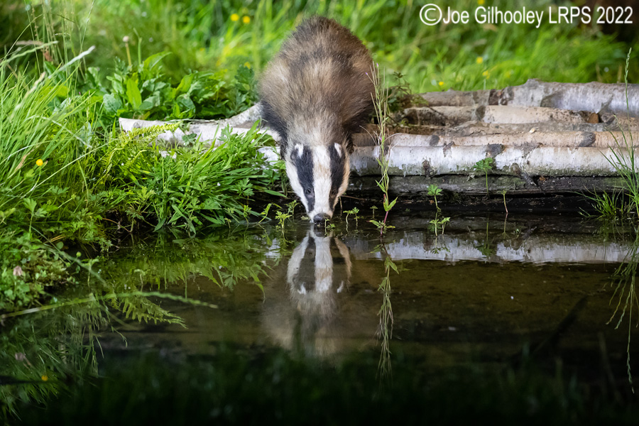 European Badgers European Badgers