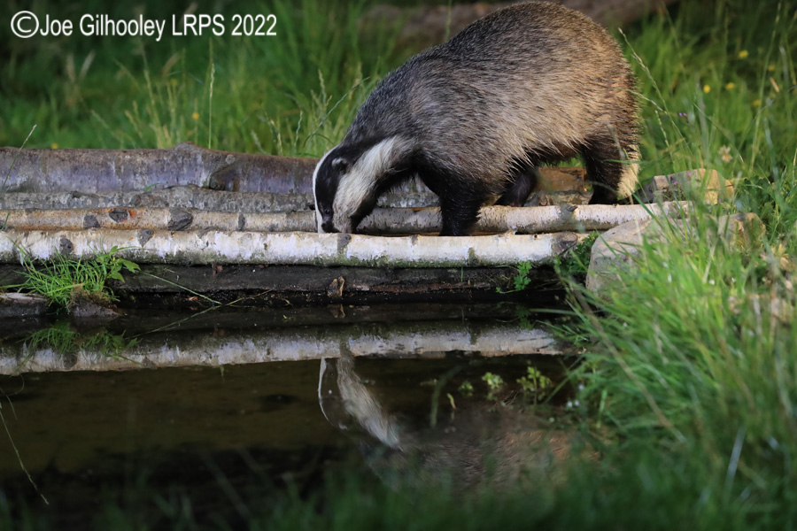 European Badgers European Badgers