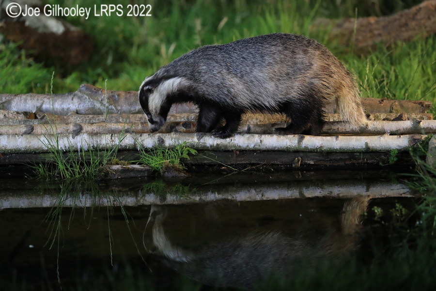 European Badgers European Badgers