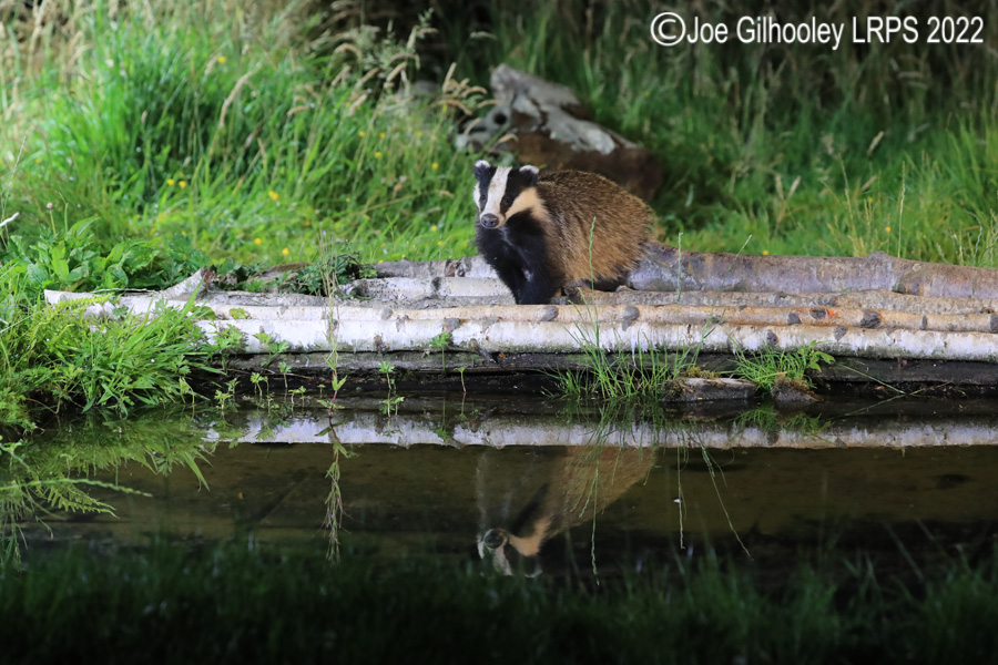 European Badgers European Badgers