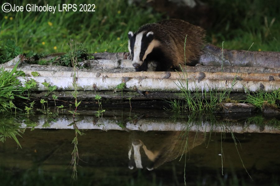 European Badgers European Badgers