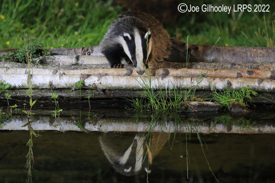 European Badgers European Badgers