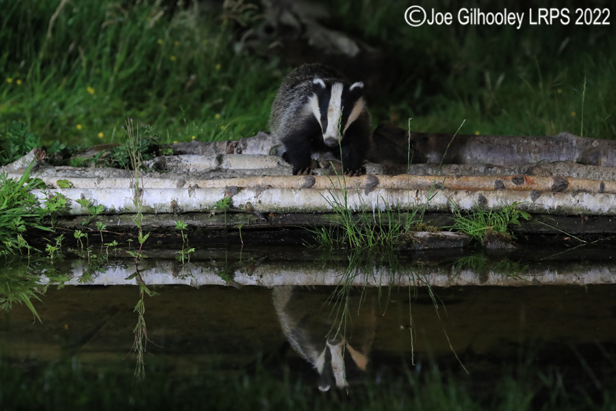 European Badgers European Badgers