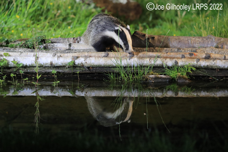 European Badgers European Badgers