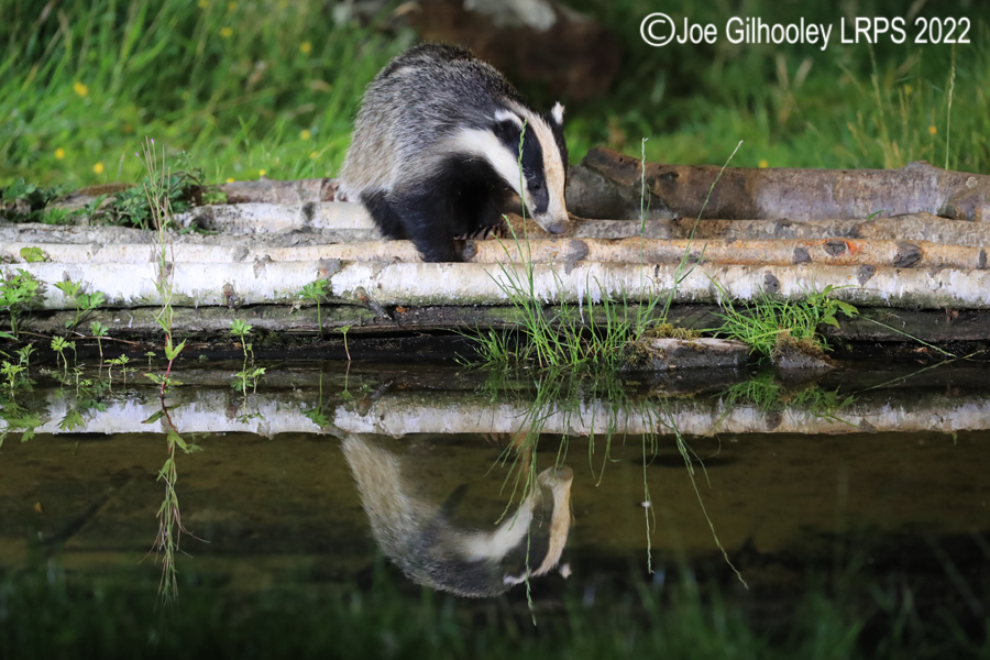 European Badgers European Badgers