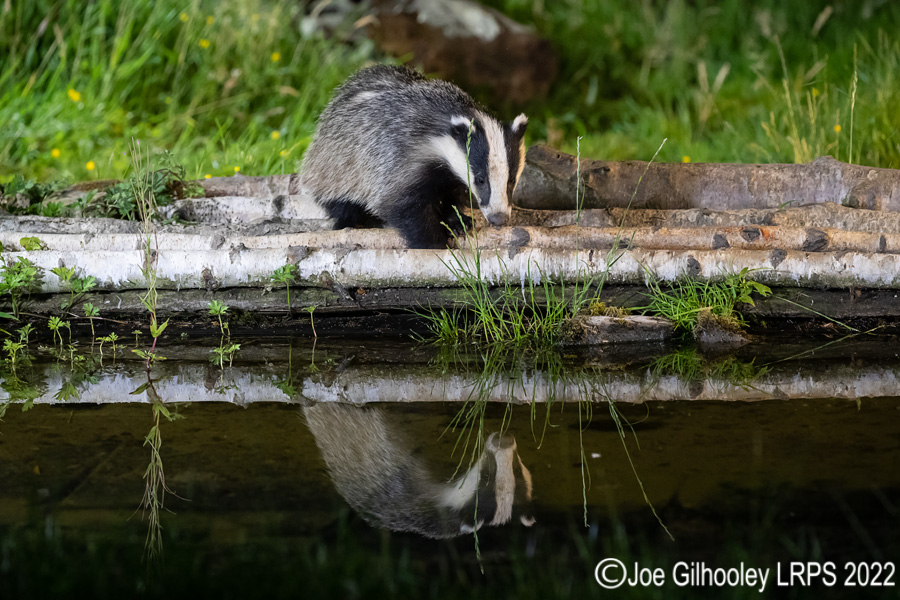 European Badgers European Badgers