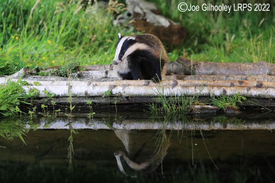 European Badgers European Badgers