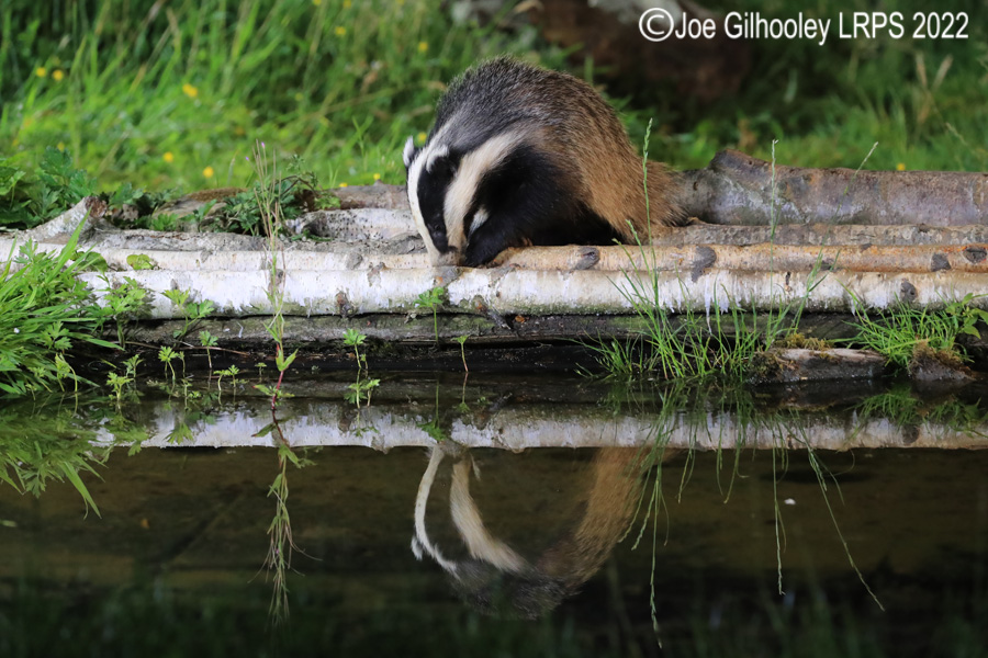 European Badgers European Badgers