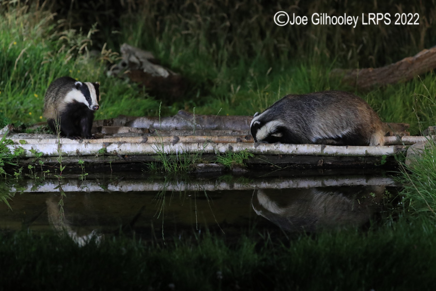 European Badgers European Badgers