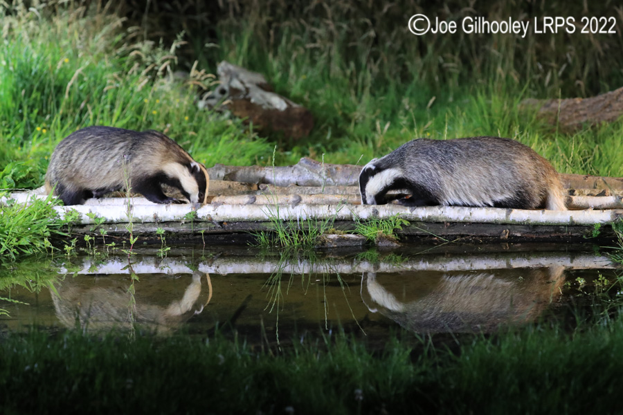 European Badgers European Badgers