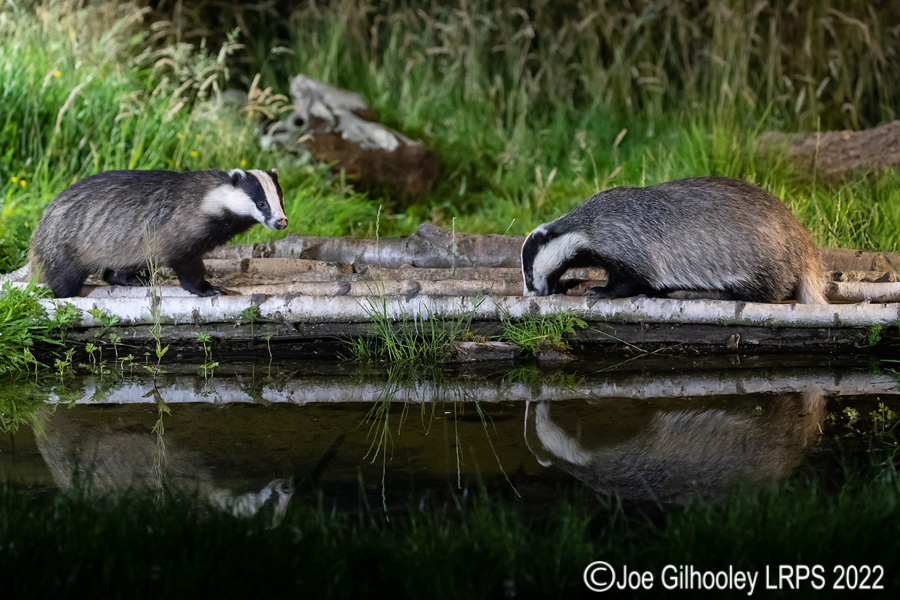 European Badgers European Badgers