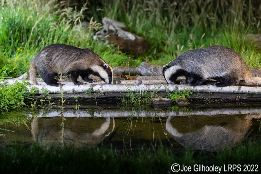 European Badgers European Badgers