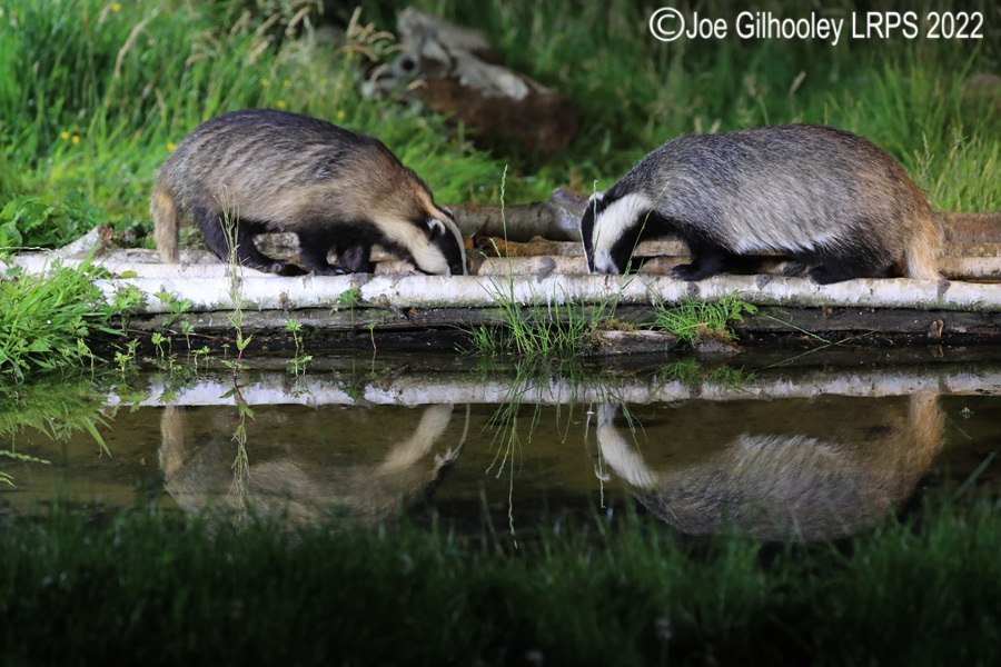 European Badgers European Badgers