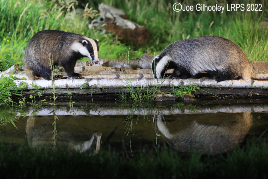 European Badgers European Badgers