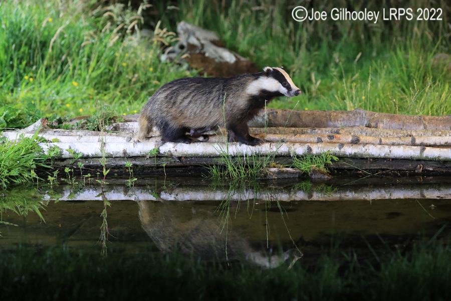 European Badgers European Badgers