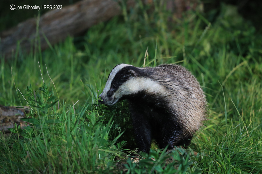 European Badger 