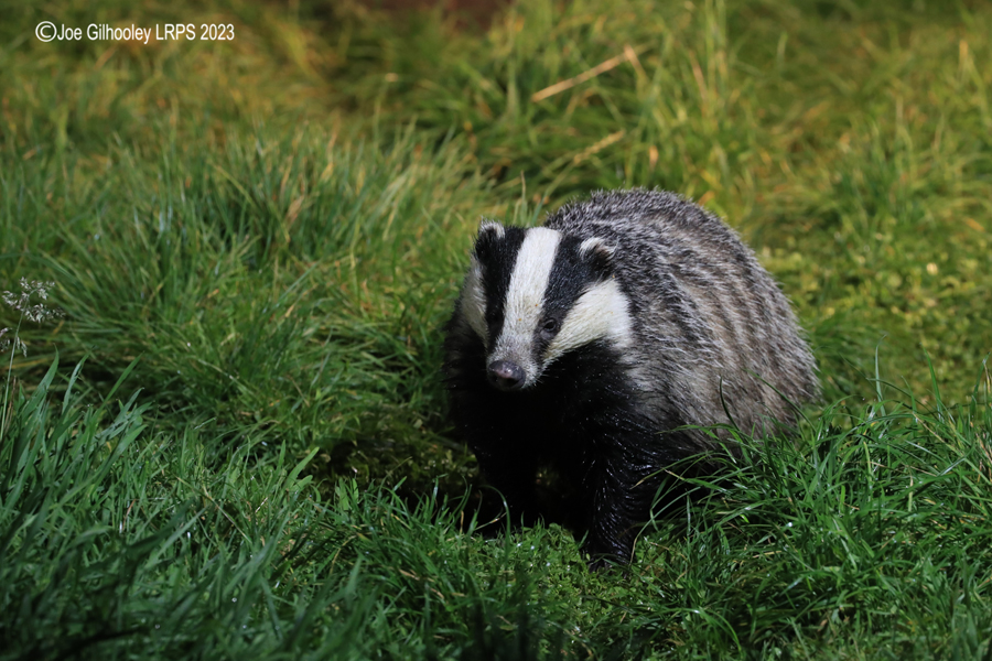 European Badger 