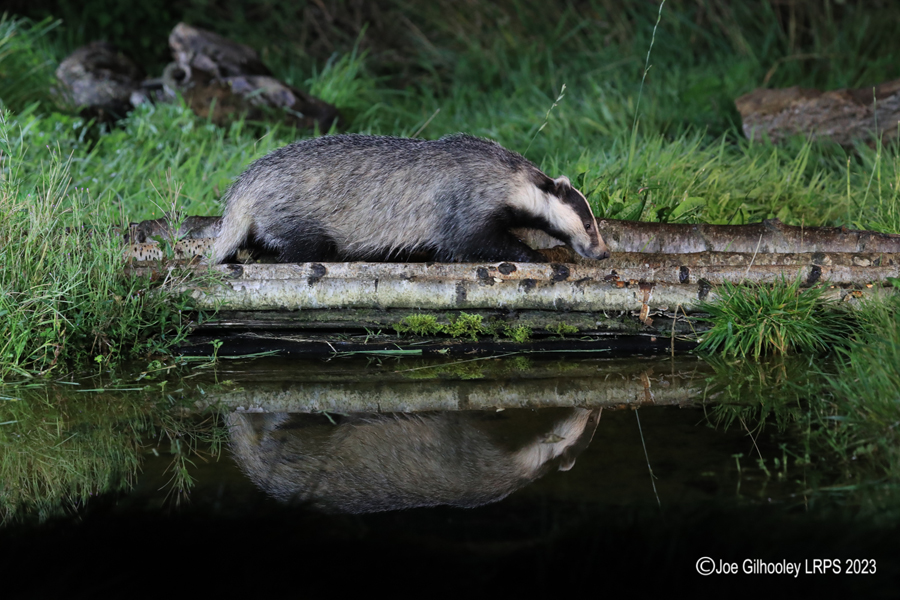 European Badger 