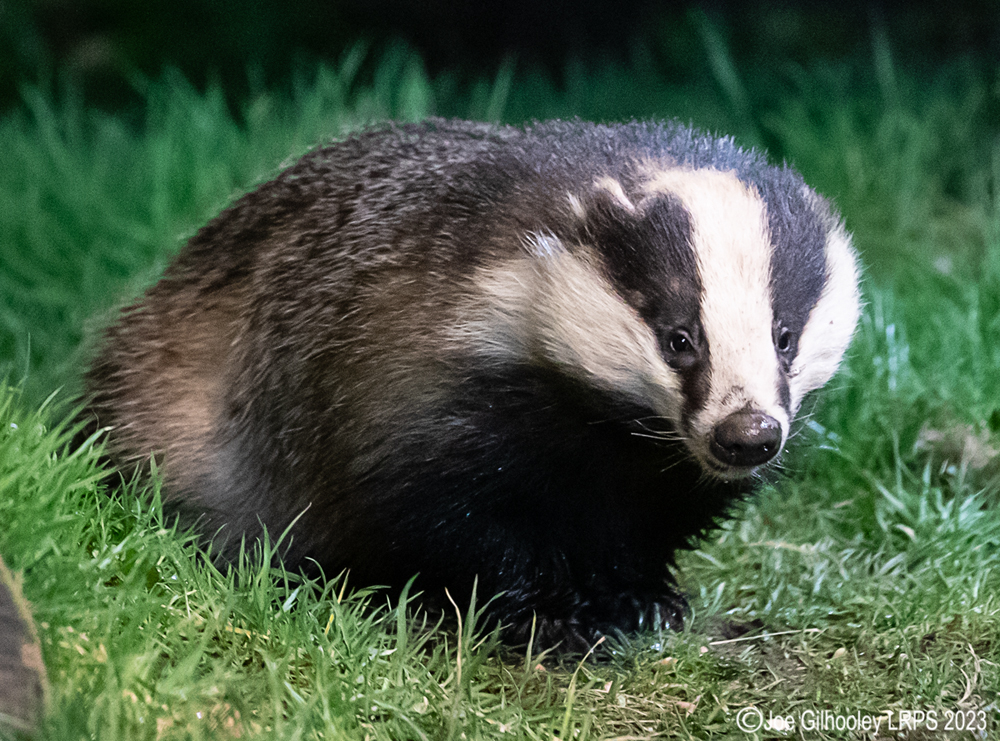 European Badger 