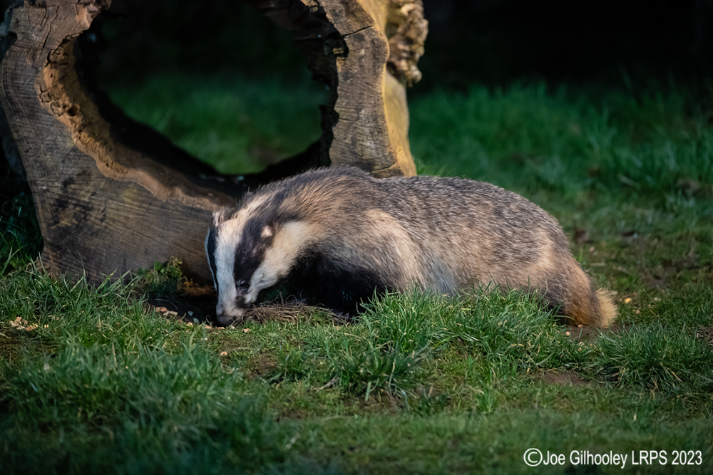 European Badger 