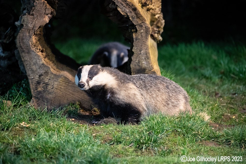 European Badger 