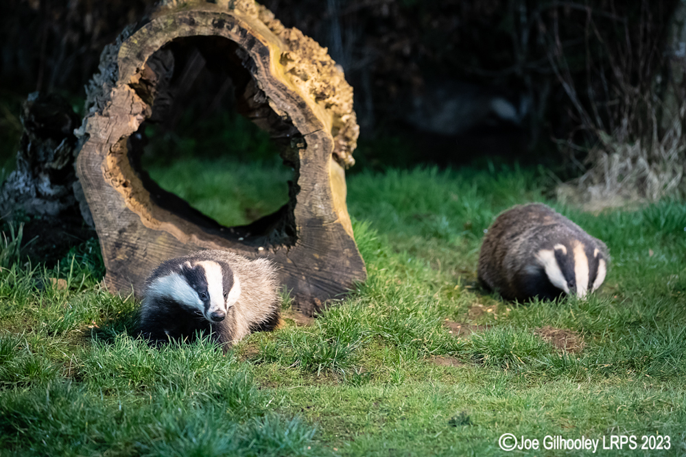 European Badger 