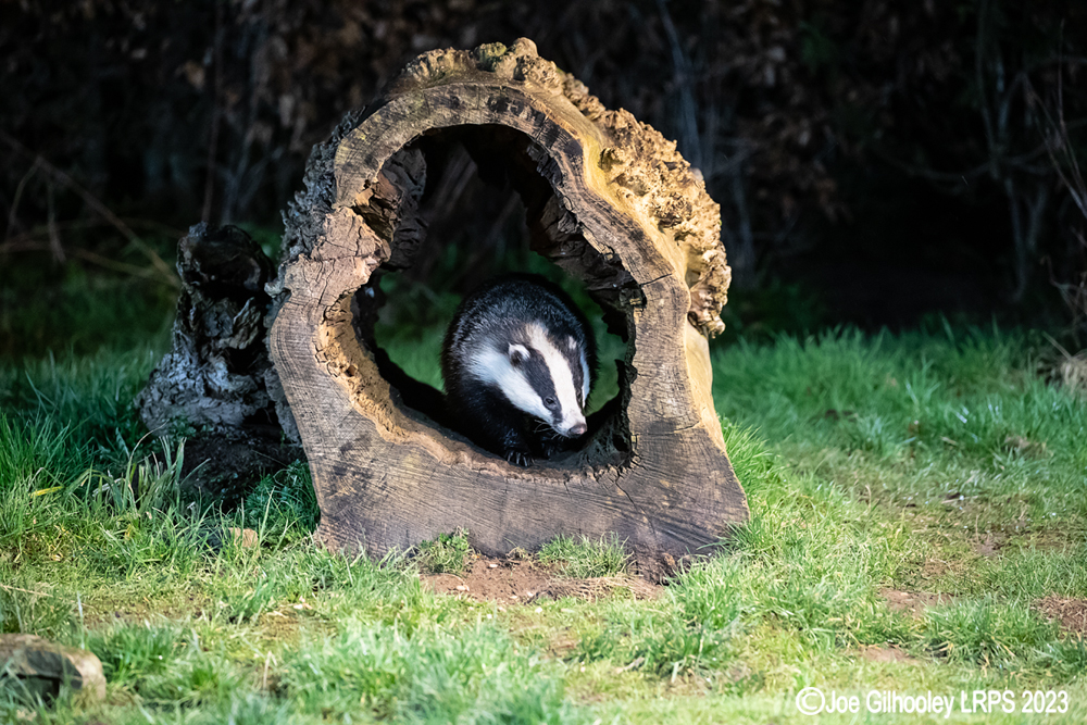 European Badger 