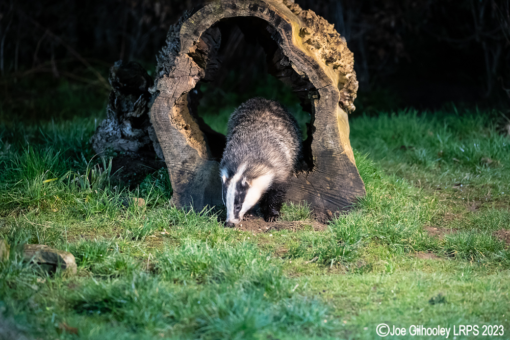 European Badger 