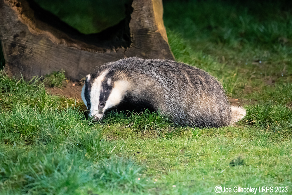 European Badger 