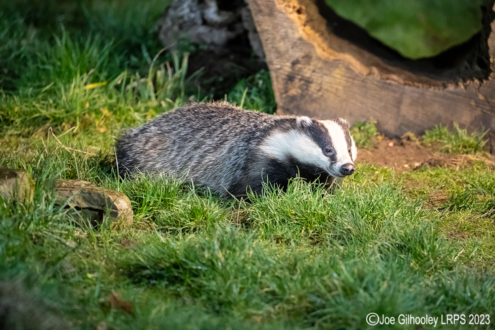European Badger 