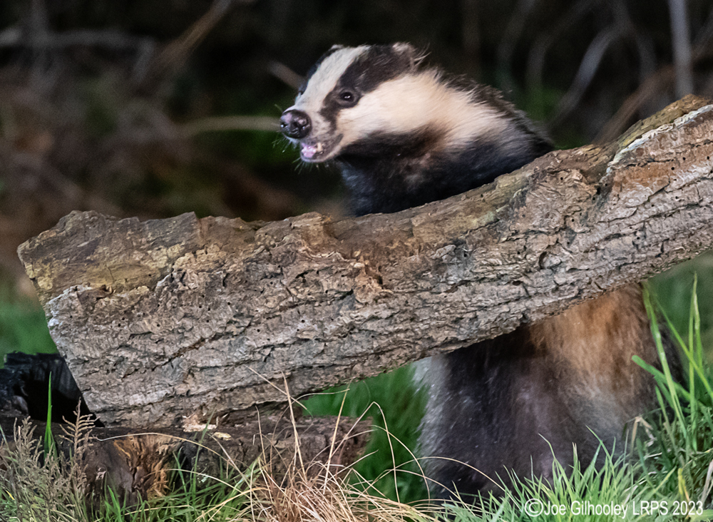European Badger 