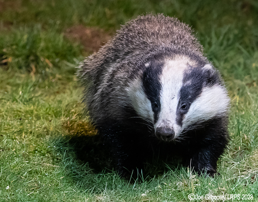 European Badger 