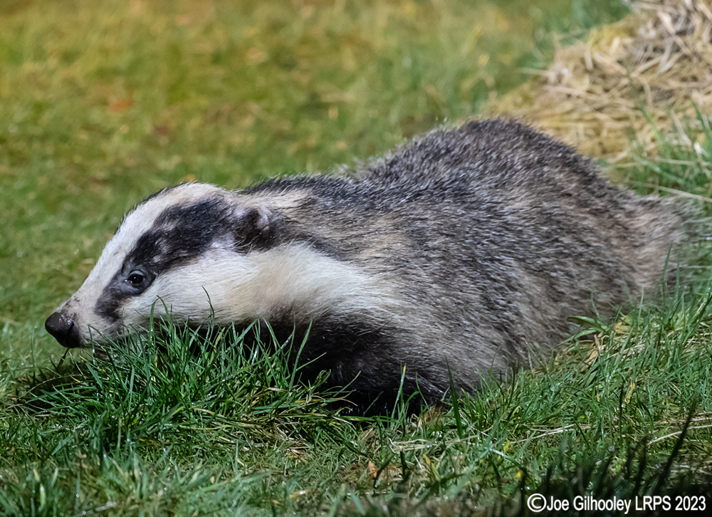 European Badger 