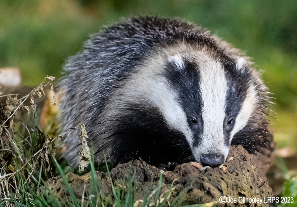 European Badger 