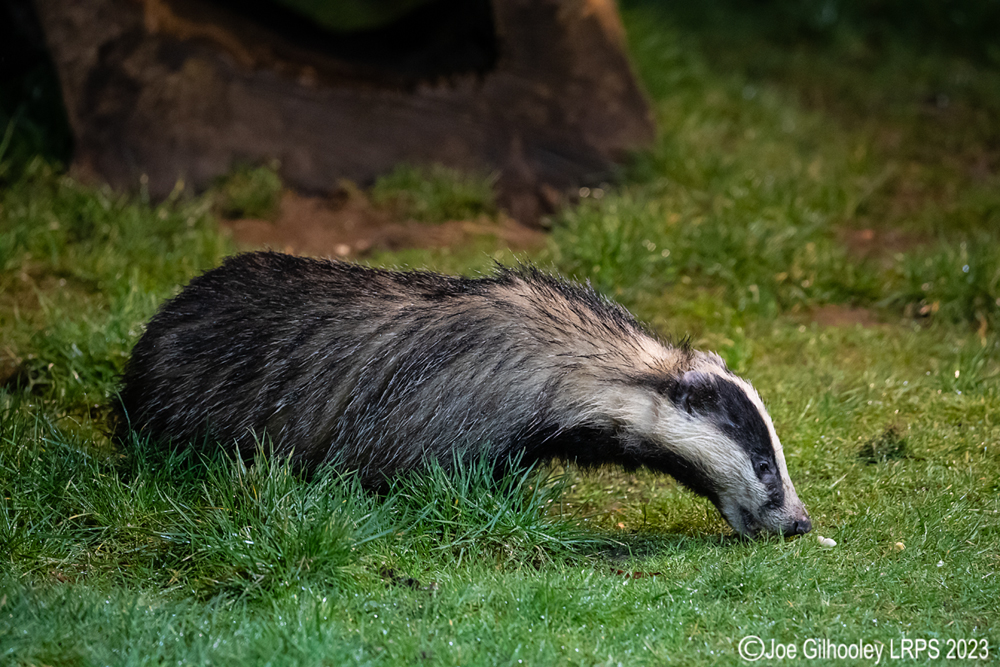 European Badger 