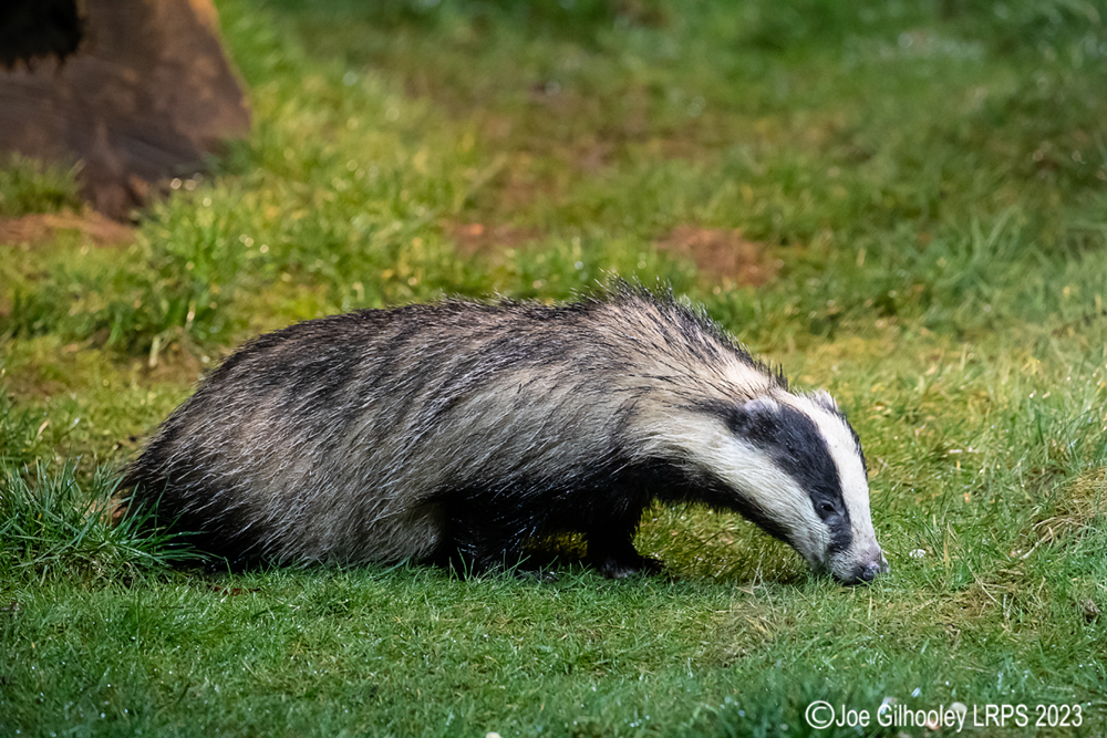 European Badger 