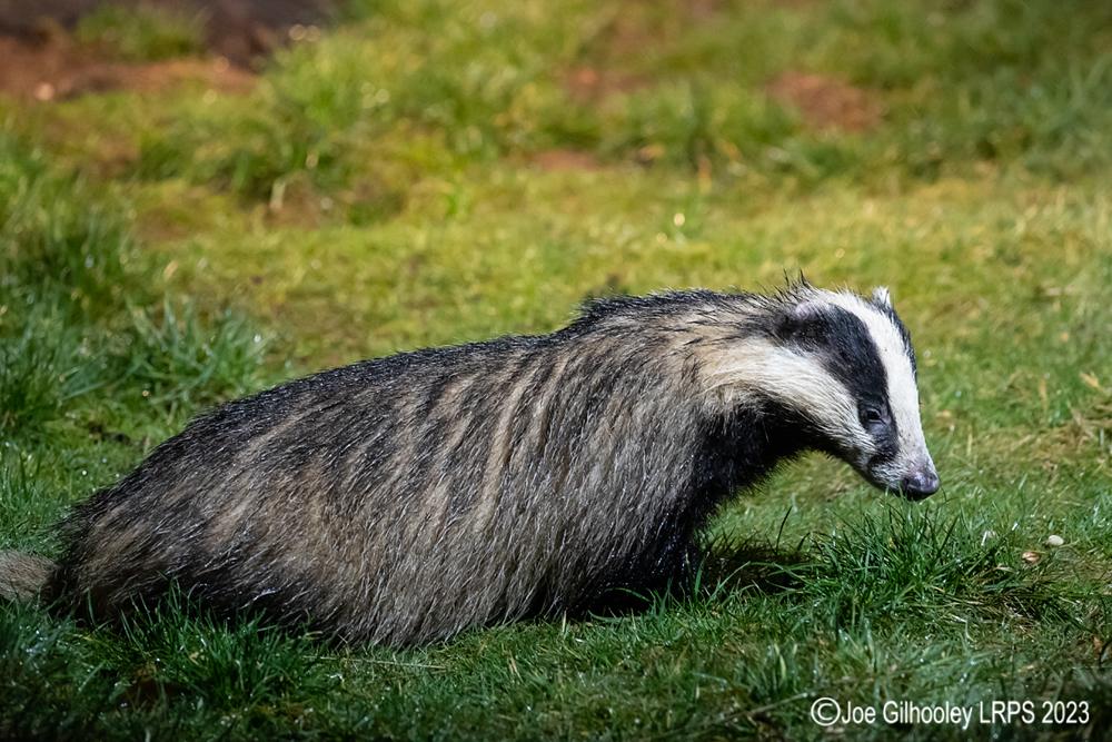 European Badger 